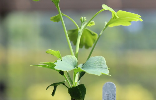 A seedling in a plant pot