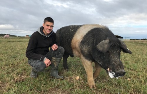 Student Josh Brewster crouching next to a pig in a field